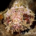 scorpionfish_wb_ci_h_0019_cos1755.jpg